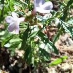 Verbena officinalisFlower