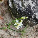 Solidago ptarmicoides Blomst