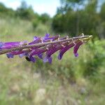 Vicia cracca Flower