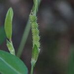 Zornia latifolia Froito