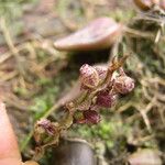 Bulbophyllum calyptratum Kwiat