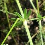 Galium lucidum Leaf