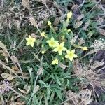 Centaurium maritimum Flower