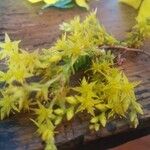 Sedum sexangulare Blomst