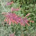 Agastache rupestris Flower