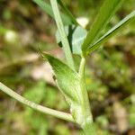 Trifolium ciliolatum Kora