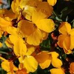 Erysimum × cheiriКветка