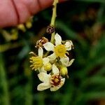 Boswellia sacra Flower