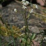 Micranthes virginiensis Hábitos