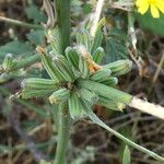 Chondrilla juncea Escorça