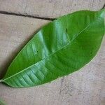Isertia spiciformis Leaf
