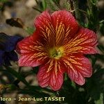 Salpiglossis sinuata 花