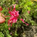 Grevillea rosmarinifolia 花