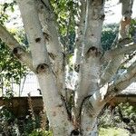 Betula utilis Bark