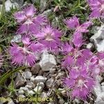 Dianthus sternbergii Habit