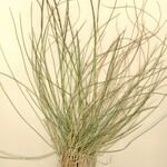 Nardus stricta Хабит