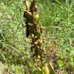 Himantoglossum robertianum പുഷ്പം