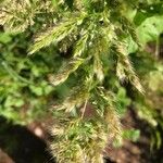 Trisetum paniceum 花
