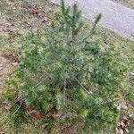 Picea spinulosa Blad