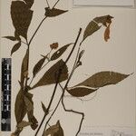 Strobilanthes pentastemonoides Іншае