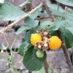 Rubus ellipticus ഫലം