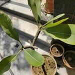 Plumeria obtusa Blatt