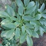 Helleborus lividus Leaf