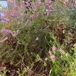 Erica erigena Flor