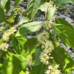 Casearia decandra Hoja