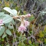 Ageratina gynoxoides Λουλούδι