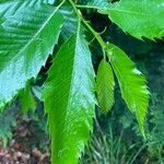 Quercus acutissima Deilen