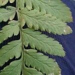 Dryopteris carthusiana برگ