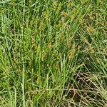 Carex vulpinoidea Blomma