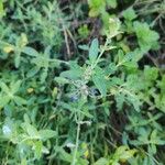Salvia chamaedryoides Hoja