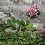 Trifolium thalii عادت