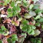 Heuchera rubescens List