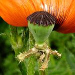 Papaver orientale Fruto