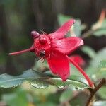 Ochna serrulataFlower