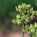 Multidentia crassa Floro