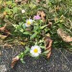 Erigeron annuus Blad