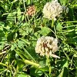 Trifolium occidentale Blomma