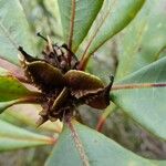 Pittosporum aliferum Habitus