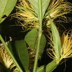 Schaueria calytricha Gyümölcs