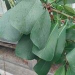 Ficus craterostoma Feuille