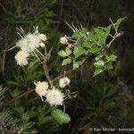 Clematis pauciflora Flor