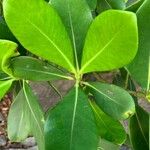 Clusia criuva Hoja