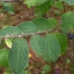 Cotoneaster integerrimus পাতা