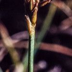 Carex microglochin ഫലം