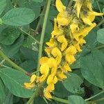 Crotalaria pallida Floare