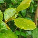Acokanthera schimperi Blatt